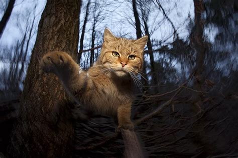 Kreis Waldshut Das Wildtiermonitoring gibt Aufschluss über das geheime