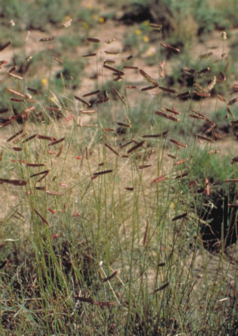 Black Grama Native American Seed