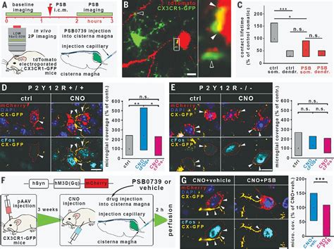 Microglia Monitor And Protect Neuronal Function Through Specialized