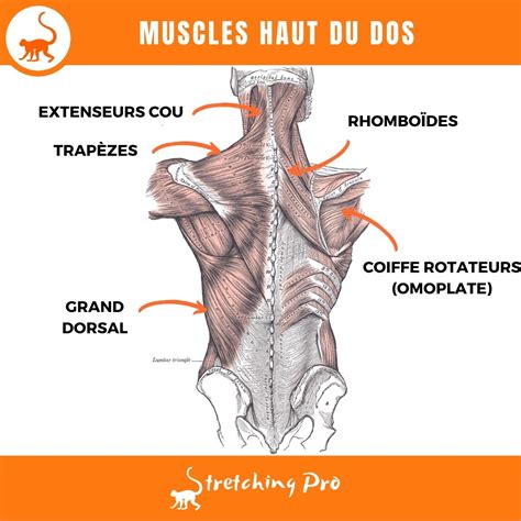 Exercice Pour Tirer Le Haut Du Dos Et Soulager Les Tensions