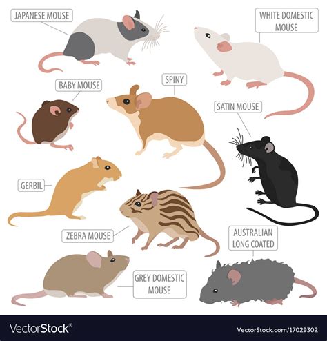 Mice breeds icon set flat style isolated on white Vector Image