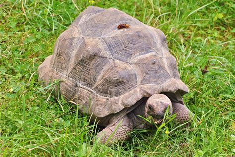 Aldabra Giant Tortoise Animal Facts Geochelone Gigantea Az Animals