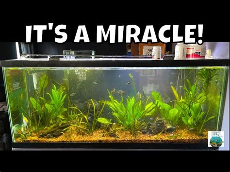 How To Get Rid Of Aquarium Bacteria Bloom Quickly