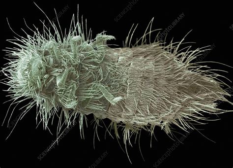 Carpet Beetle Larva SEM Stock Image C010 7901 Science Photo Library