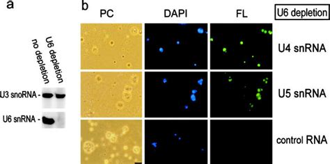 Nucleolar localization of U4 and U5 snRNAs does not depend on U6 snRNA ... 