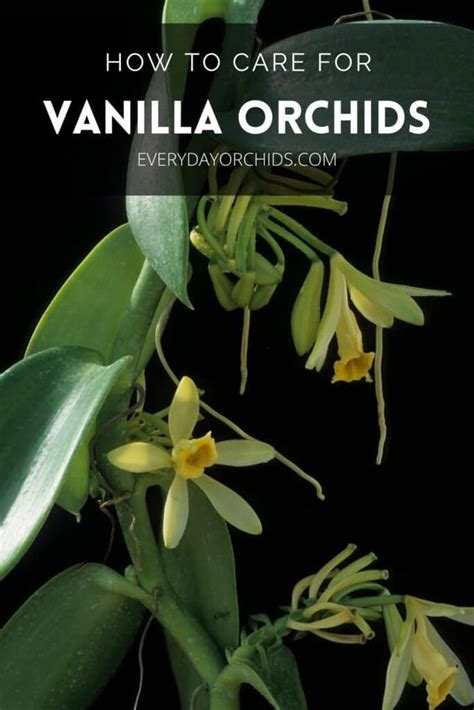 All About Vanilla Orchid Care And Propagation Everyday Orchids Vanilla Orchid Vanilla Plant