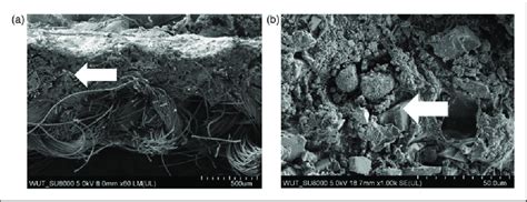 Scanning electron microscopy images of (a) cross-sections of a ... 