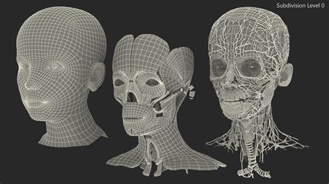 Anatomía De La Cabeza De Niña Modelo 3d 149 3ds Blend C4d Fbx Max Ma Lxo Obj Free3d