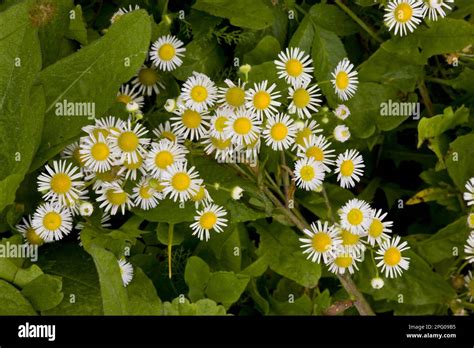 Fine Ray White Ragwort Daisy Fleabane Compositae Annual Fleabane