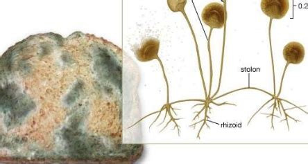 Fungi lab Flashcards | Quizlet 