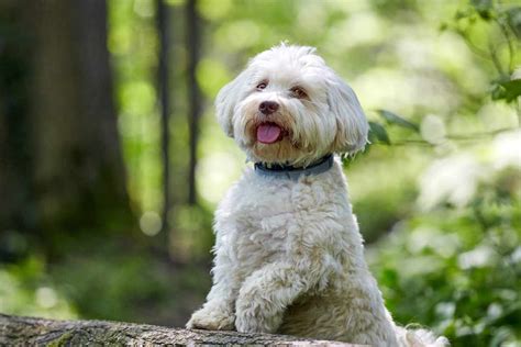 Havanese Dog Breed Profile Ellevet Sciences