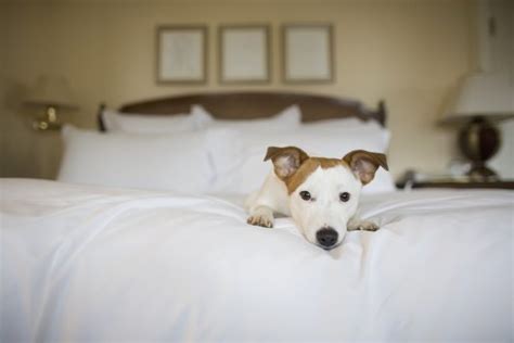 Top reasons why people are addicted to a pet friendly hotel - Cherokee Inn