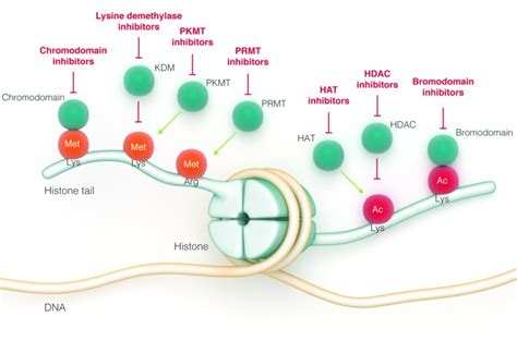 Epigenetic Regulators And Their Impact On Therapy In Acute Myeloid