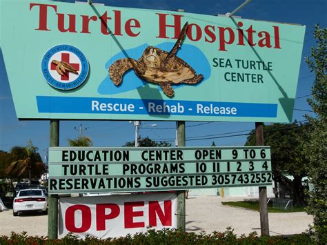 Visit Key West: Turtle Hospital