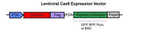 Tet On Cas9 Lentivirus LipExoGen