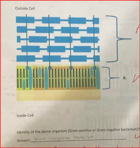 Gram Positive Bacterium Diagram Quizlet