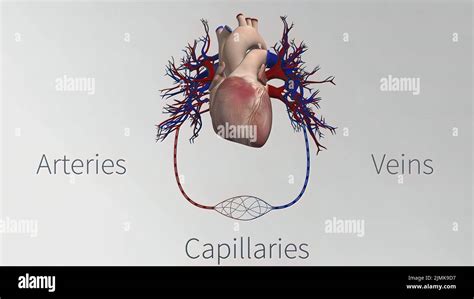 Les Vaisseaux Du Syst Me Cardiovasculaire Sont Le C Ur Les Art Res