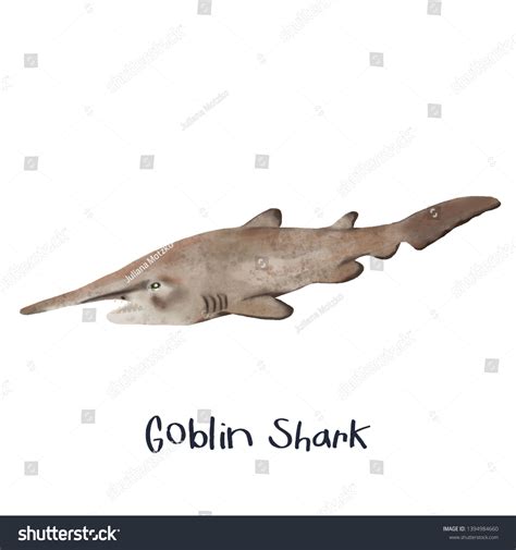 Goblin Shark Fish Realistic Illustration Stock Illustration 1394984660 ...