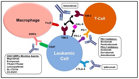 Cells Free Full Text Immune Checkpoint Inhibition In Acute Myeloid