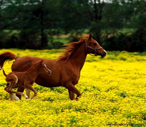 Horses In Flower Fields Wallpapers Gallery