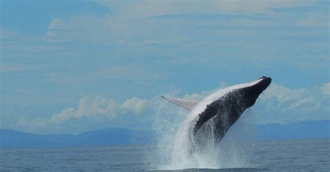 Uvita Whale Dolphin Watching Costa Rica Getyourguide