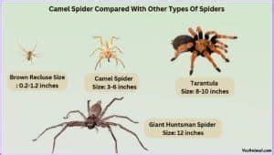 Camel Spider Size Explained & Compared With Other Spiders