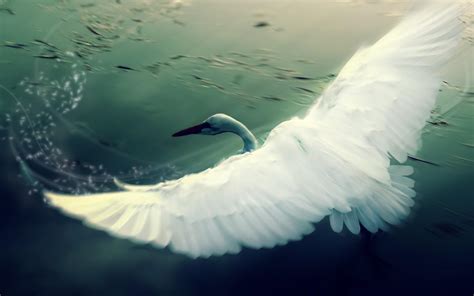 🔥 [80+] Birds Flying Wallpapers | WallpaperSafari