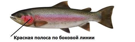 Радужная форель или мики́жа | Рыбалка в Монреале и окрестностях