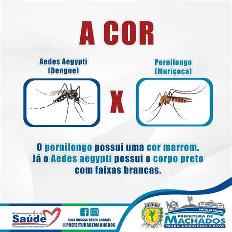 Diferen As Entre O Aedes Aegypti E O Pernilongo Prefeitura De Machados Pe