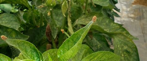 Red Spider Mite On Pepper Biobee