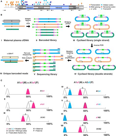 Nipd Strategy For Hbb Genotyping A Hbb Gene Structure The Position Download Scientific