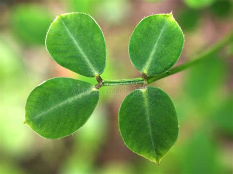 Green Leaves Of Arachis Duranensis Plants And A Herb Found In South