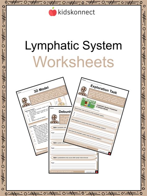 Lymphatic System Worksheets Function Circulation Immunity