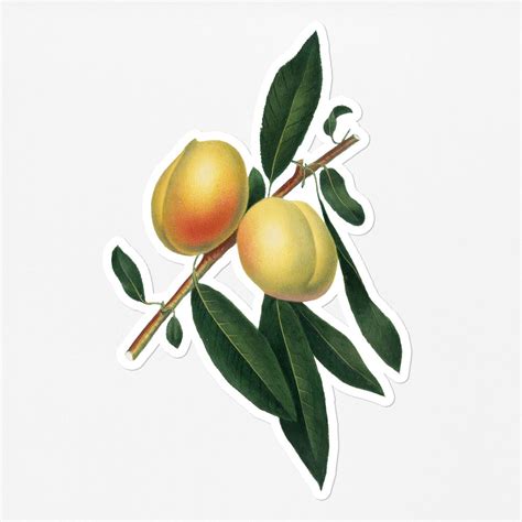 Hand Drawn Peach Fruit Sticker Premium Psd Rawpixel