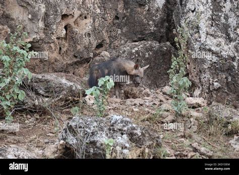 Brown hyena cub in den Stock Photo - Alamy