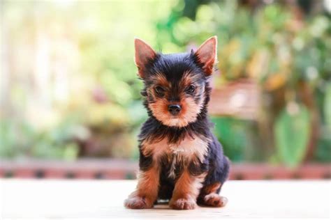 Yorkshire Terrier Price Range How Does The Cost Differ And Why The