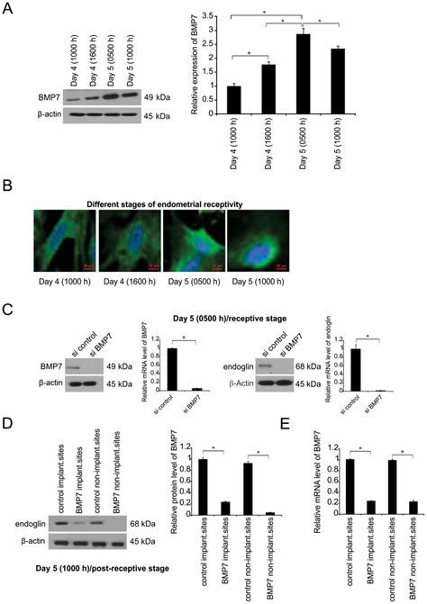 Bmp Coordinates Endometrial Epithelial Cell Receptivity For Blastocyst