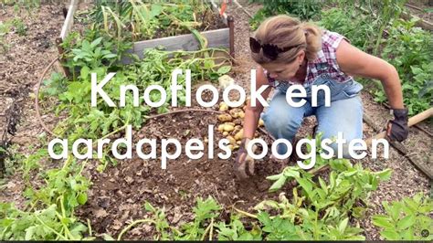 Ini S Moestuin Juni Oogst Aardappel Knoflook Droogte Tips