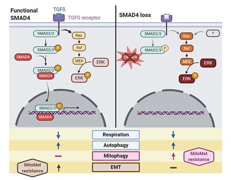 Paradoxical Role Of Smad4 Loss In Pancreatic Cancer Nature Portfolio