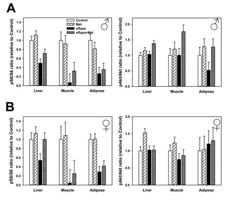 Aging Metformin Reduces Glucose Intolerance Caused By Rapamycin