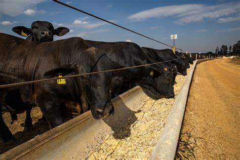 EM 2020 PROJETO CAMPO FUTURO LEVANTOU CUSTOS DE PRODUÇÃO DE 22