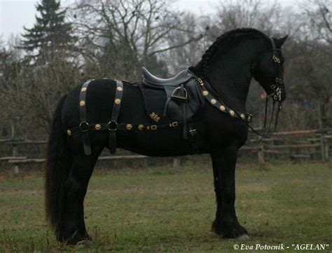 248 best images about Medieval Horses on Pinterest | Gypsy horse, White ...