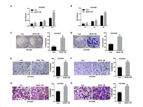 Adsc Promote Cell Growth Migration And Invasion In Ovarian Cancer