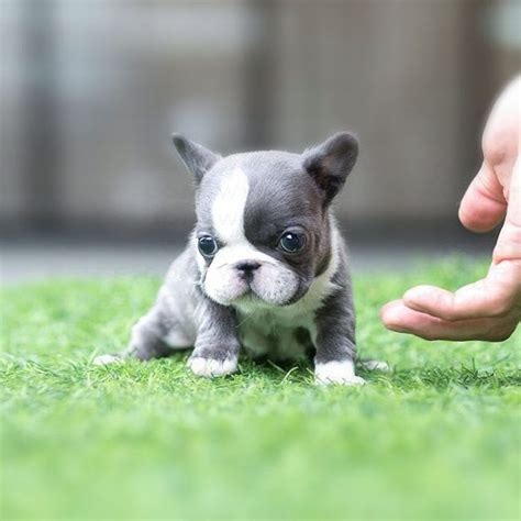 Levi Blue Micro French Bulldog Blue French Bulldog Puppies French