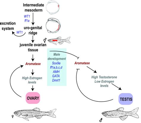 A Generalized Model Of The Involvement Of Different Genes In Zebrafish