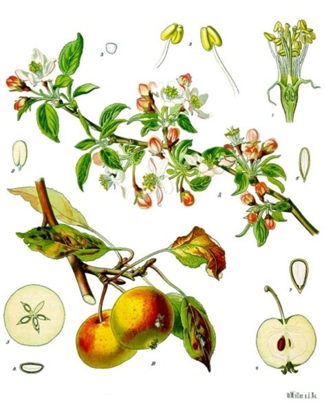 Garten Apfel Malus Domestica Beschreibung Steckbrief Systematik