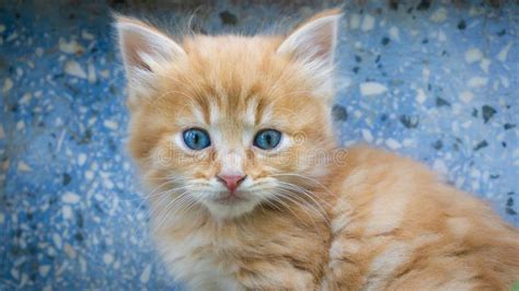 Retrato Impresionante De Poco Gatito Lindo Con Los Ojos Azules Gato De