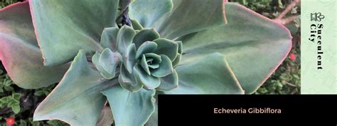 Echeveria Gibbiflora | Succulent City