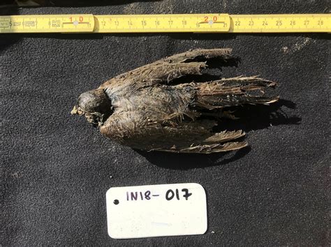 46,000-year-old bird, frozen in Siberian permafrost, looks like it ...