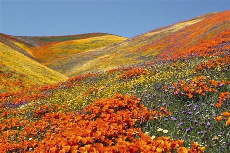 Valley of Flowers Information | valley of flowers himalayas